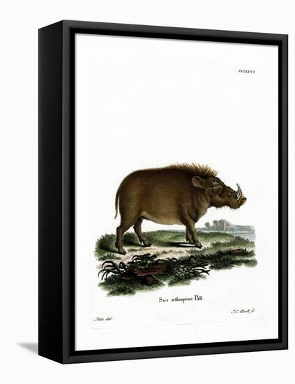 Desert Warthog-null-Framed Premier Image Canvas