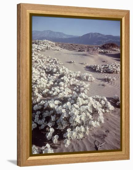 Desert Wild Flowers-Andreas Feininger-Framed Premier Image Canvas