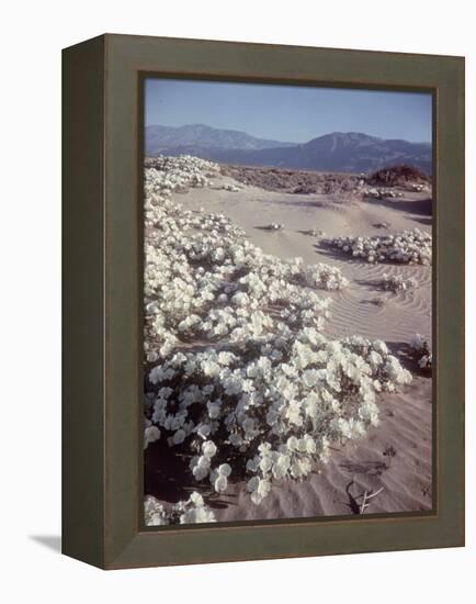 Desert Wild Flowers-Andreas Feininger-Framed Premier Image Canvas