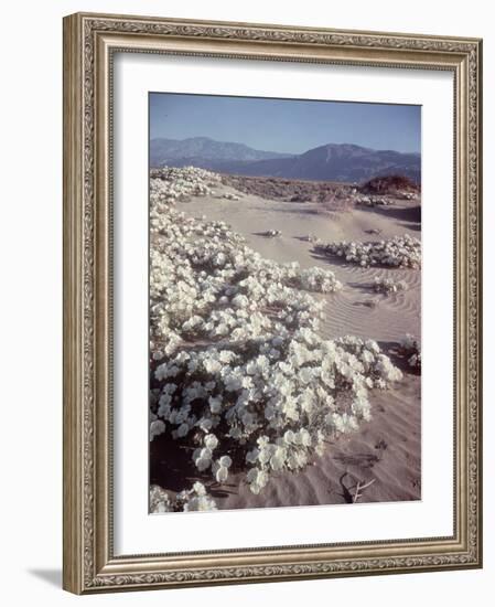 Desert Wild Flowers-Andreas Feininger-Framed Photographic Print