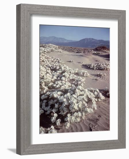 Desert Wild Flowers-Andreas Feininger-Framed Photographic Print