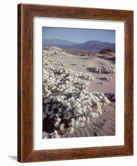 Desert Wild Flowers-Andreas Feininger-Framed Photographic Print