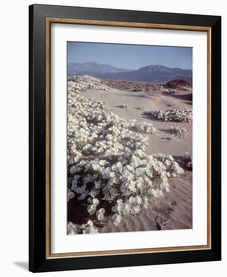 Desert Wild Flowers-Andreas Feininger-Framed Photographic Print