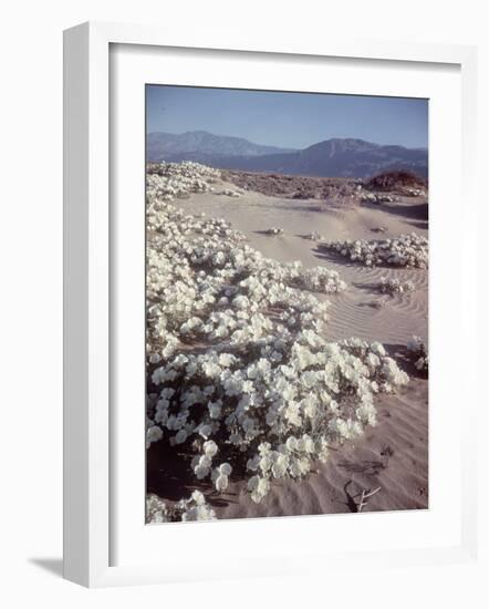 Desert Wild Flowers-Andreas Feininger-Framed Photographic Print