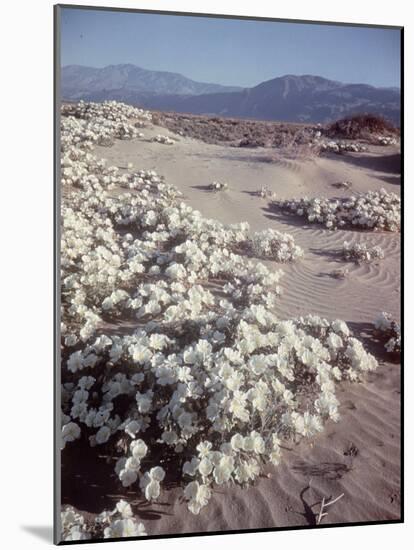 Desert Wild Flowers-Andreas Feininger-Mounted Photographic Print