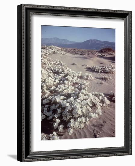 Desert Wild Flowers-Andreas Feininger-Framed Photographic Print