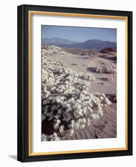 Desert Wild Flowers-Andreas Feininger-Framed Photographic Print