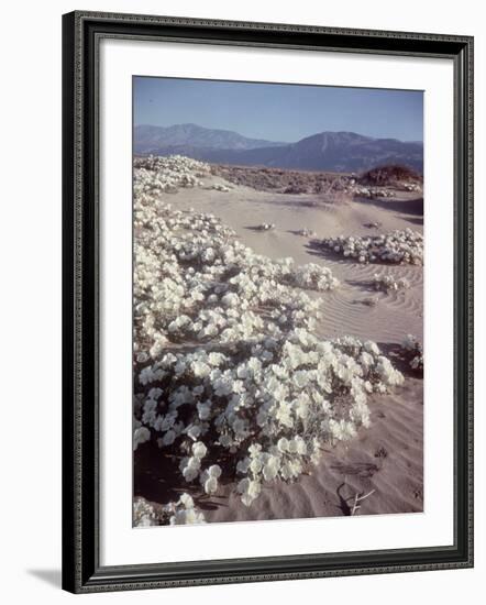 Desert Wild Flowers-Andreas Feininger-Framed Photographic Print