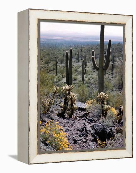 Desert Wild Flowers-Andreas Feininger-Framed Premier Image Canvas