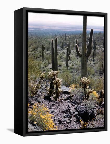 Desert Wild Flowers-Andreas Feininger-Framed Premier Image Canvas