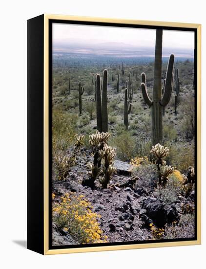 Desert Wild Flowers-Andreas Feininger-Framed Premier Image Canvas