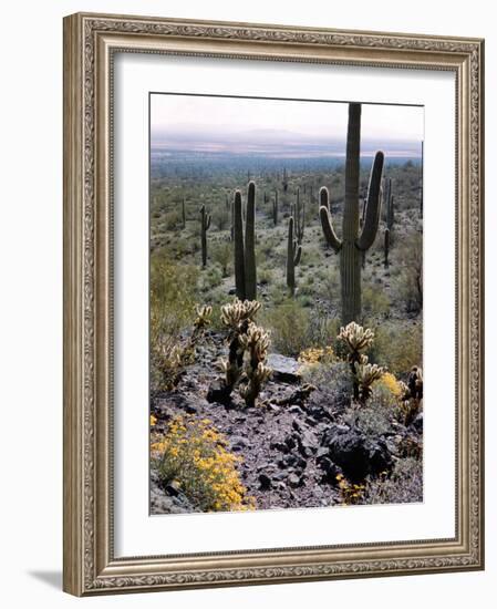 Desert Wild Flowers-Andreas Feininger-Framed Photographic Print