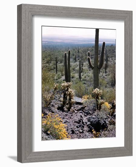 Desert Wild Flowers-Andreas Feininger-Framed Photographic Print