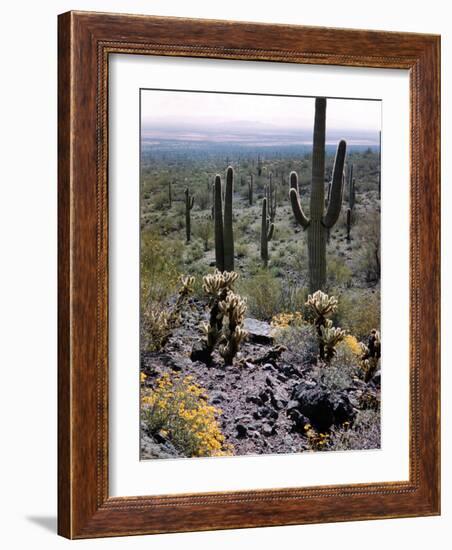 Desert Wild Flowers-Andreas Feininger-Framed Photographic Print