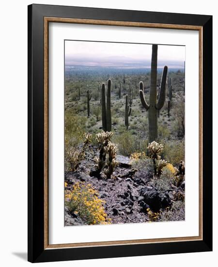 Desert Wild Flowers-Andreas Feininger-Framed Photographic Print