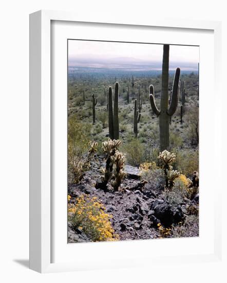 Desert Wild Flowers-Andreas Feininger-Framed Photographic Print