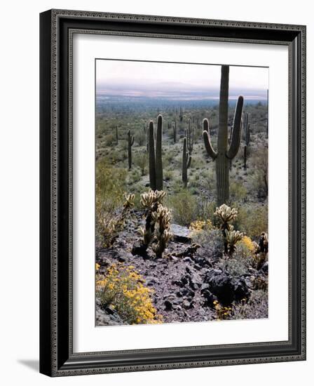 Desert Wild Flowers-Andreas Feininger-Framed Photographic Print