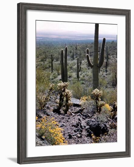 Desert Wild Flowers-Andreas Feininger-Framed Photographic Print