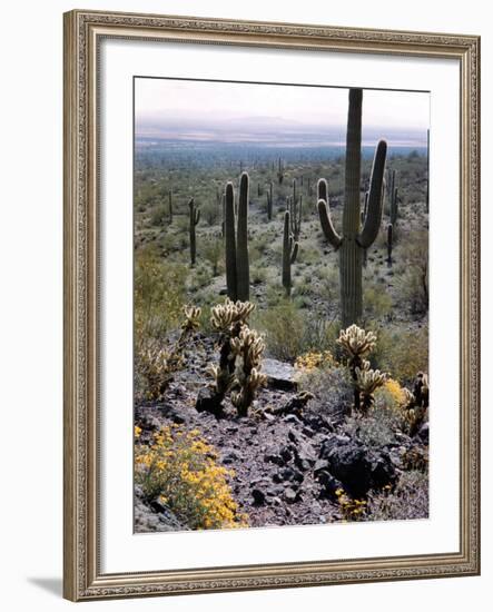 Desert Wild Flowers-Andreas Feininger-Framed Photographic Print