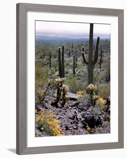 Desert Wild Flowers-Andreas Feininger-Framed Photographic Print