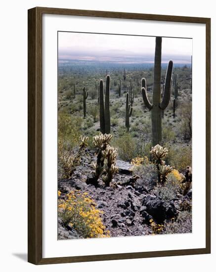 Desert Wild Flowers-Andreas Feininger-Framed Photographic Print