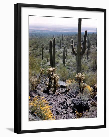 Desert Wild Flowers-Andreas Feininger-Framed Photographic Print