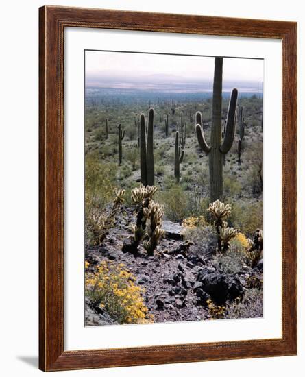 Desert Wild Flowers-Andreas Feininger-Framed Photographic Print