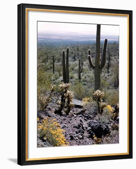 Desert Wild Flowers-Andreas Feininger-Framed Photographic Print