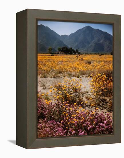 Desert Wild Flowers-Andreas Feininger-Framed Premier Image Canvas