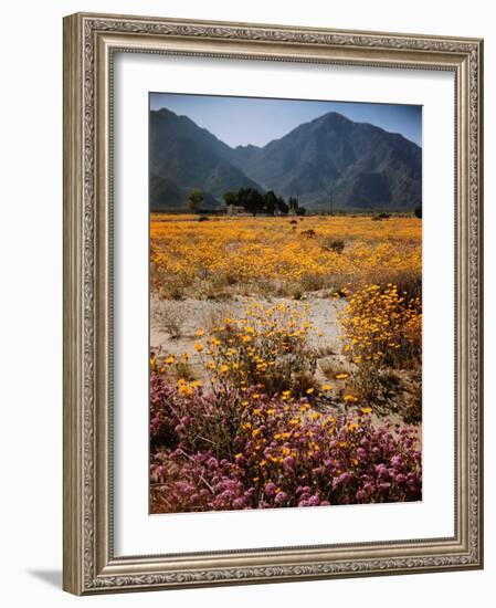 Desert Wild Flowers-Andreas Feininger-Framed Photographic Print