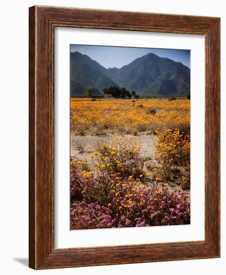 Desert Wild Flowers-Andreas Feininger-Framed Photographic Print