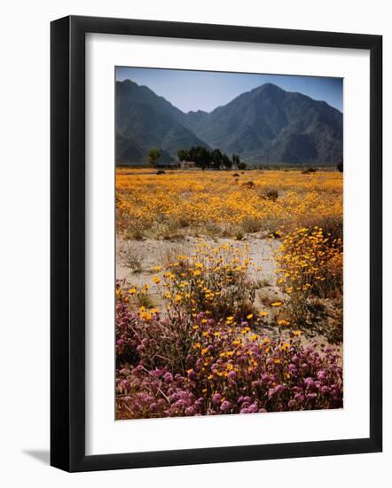 Desert Wild Flowers-Andreas Feininger-Framed Photographic Print