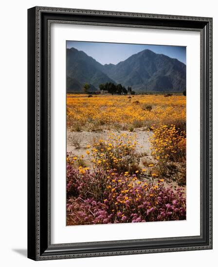 Desert Wild Flowers-Andreas Feininger-Framed Photographic Print