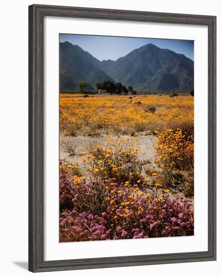 Desert Wild Flowers-Andreas Feininger-Framed Photographic Print