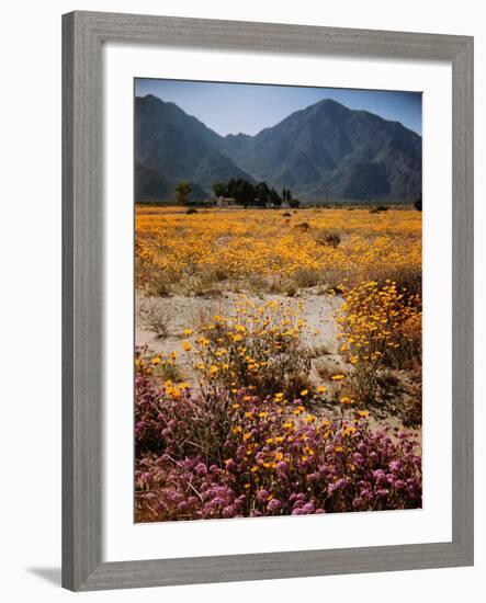 Desert Wild Flowers-Andreas Feininger-Framed Photographic Print