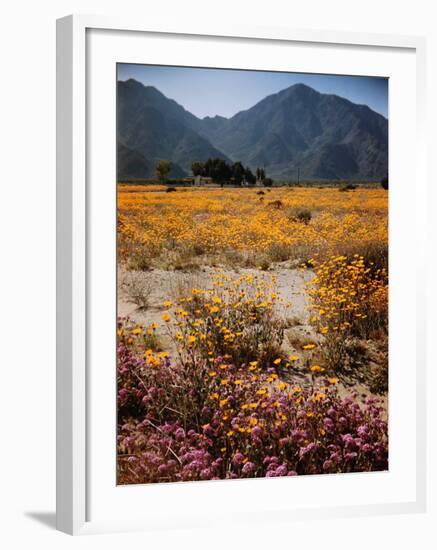 Desert Wild Flowers-Andreas Feininger-Framed Photographic Print