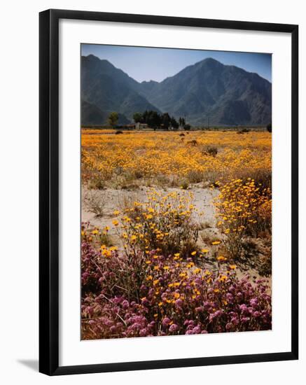 Desert Wild Flowers-Andreas Feininger-Framed Photographic Print