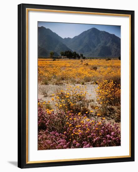 Desert Wild Flowers-Andreas Feininger-Framed Photographic Print