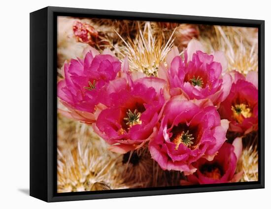 Desert Wild Flowers-Andreas Feininger-Framed Premier Image Canvas