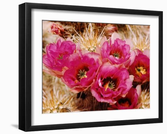 Desert Wild Flowers-Andreas Feininger-Framed Photographic Print