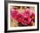 Desert Wild Flowers-Andreas Feininger-Framed Photographic Print