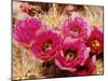 Desert Wild Flowers-Andreas Feininger-Mounted Photographic Print