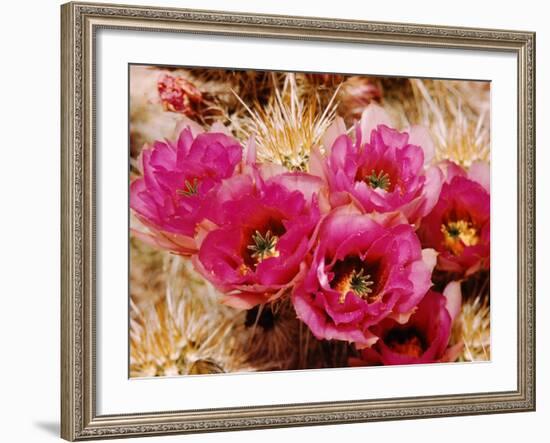 Desert Wild Flowers-Andreas Feininger-Framed Photographic Print