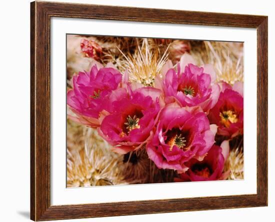 Desert Wild Flowers-Andreas Feininger-Framed Photographic Print