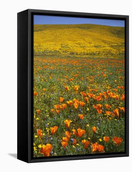 Desert Wildflowers, California, USA-Charles Gurche-Framed Premier Image Canvas