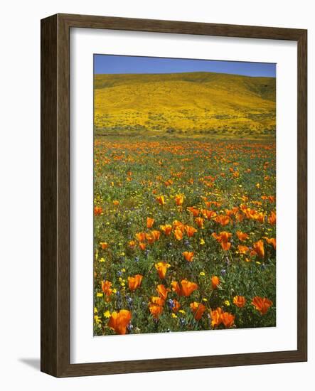 Desert Wildflowers, California, USA-Charles Gurche-Framed Photographic Print