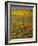 Desert Wildflowers, California, USA-Charles Gurche-Framed Photographic Print