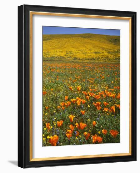 Desert Wildflowers, California, USA-Charles Gurche-Framed Photographic Print