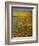 Desert Wildflowers, California, USA-Charles Gurche-Framed Photographic Print