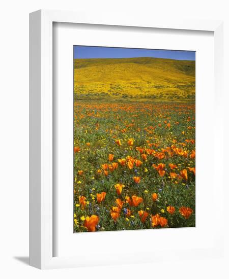 Desert Wildflowers, California, USA-Charles Gurche-Framed Photographic Print
